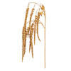 44" Gold Amaranthus Spray