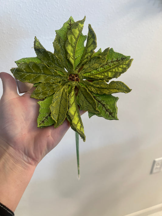 Green Poinsettia